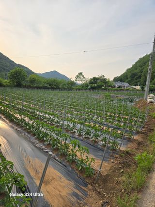 gigibae111님의 고추 · 영농일지 작성글 사진