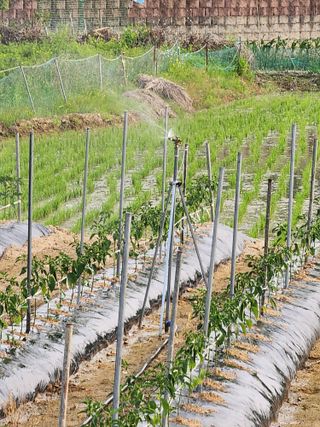  청계유정란 박진균님의 고추 · 영농일지 작성글 사진