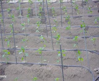 보문거사님의 고추 · 영농일지 작성글 사진