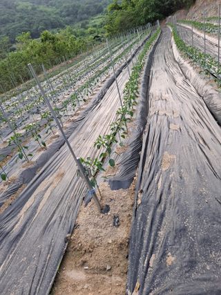 김광자님의 기타작물 · 영농일지 작성글 사진