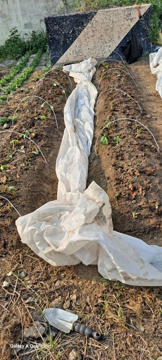 김윤철님의 고구마 · 영농일지 작성글 사진