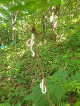 팜모닝 기타작물·영농일지 게시글 이미지