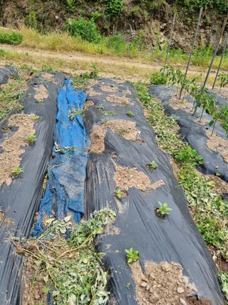 감20280님의 참깨 · 영농일지 작성글 사진