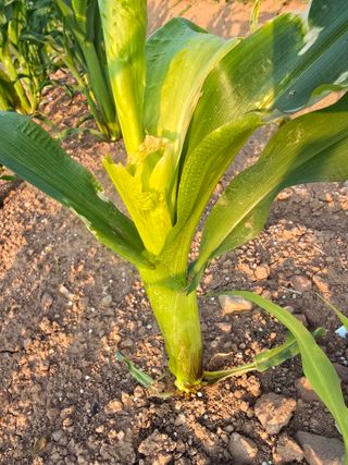 박정원님의 참깨 · 자유게시판 작성글 사진