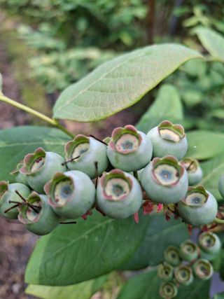 황인근님의 블루베리 · 영농일지 작성글 사진