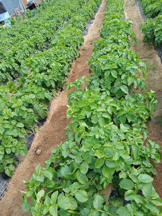 최남옥님의 기타작물 · 영농일지 작성글 사진