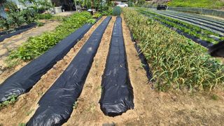 전환엽님의 콩 · 영농일지 작성글 사진