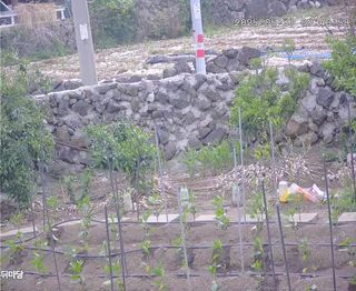 보문거사님의 고추 · 영농일지 작성글 사진