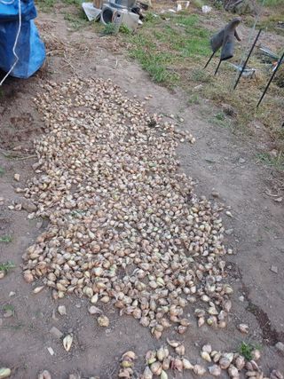 박지성 님의 기타작물 · 영농일지 작성글 사진