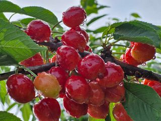 김훈철님의 기타작물 · 영농일지 작성글 사진