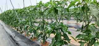 정양면 님의 고추 · 영농일지 작성글 사진