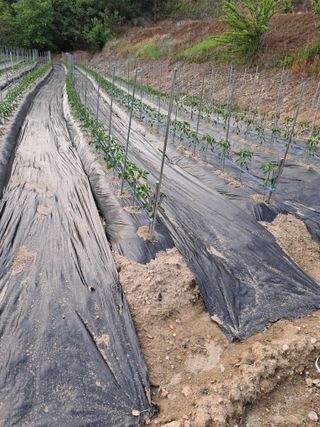 김광자님의 기타작물 · 영농일지 작성글 사진