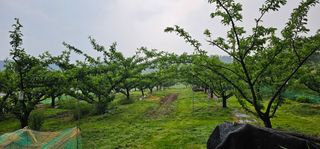 권종원님의 기타작물 · 영농일지 작성글 사진