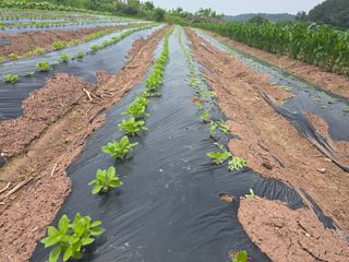 박정원님의 참깨 · 자유게시판 작성글 사진