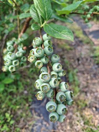 황인근님의 블루베리 · 영농일지 작성글 사진