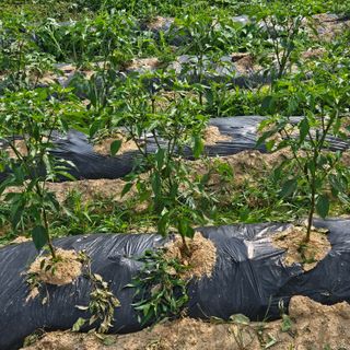 이주환님의 기타작물 · 영농일지 작성글 사진