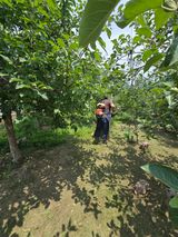 팜모닝 사과·영농일지 게시글 이미지