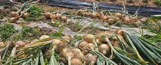 김윤오님의 양파 · 영농일지 작성글 사진