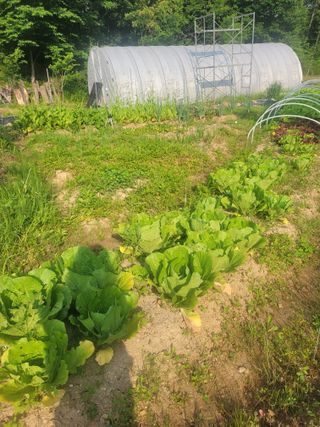 김정은님의 기타작물 · 영농일지 작성글 사진