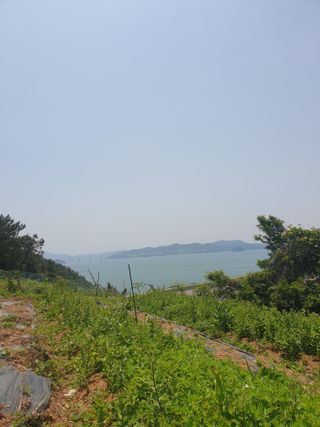 김윤숙님의 기타작물 · 영농일지 작성글 사진