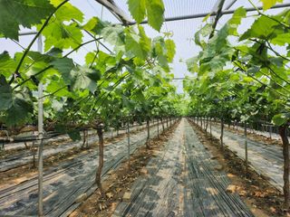 박유순님의 포도 · 영농일지 작성글 사진