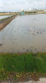 팜모닝 기타작물·영농일지 게시글 이미지