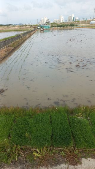 이승욱님의 기타작물 · 영농일지 작성글 사진