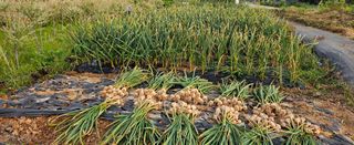 마늘17273님의 기타작물 · 영농일지 작성글 사진