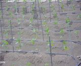 팜모닝 고추·영농일지 게시글 이미지