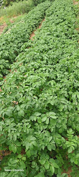 김윤철님의 고구마 · 영농일지 작성글 사진