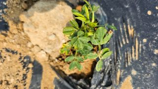 김은아님의 기타작물 · 영농일지 작성글 사진