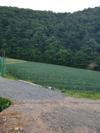 셋아이맘님의 양파 · 영농일지 작성글 사진