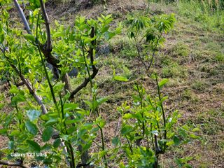 공주유구 구계박만호님의 기타작물 · 영농일지 작성글 사진