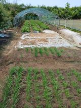 팜모닝 기타작물·영농일지 게시글 이미지