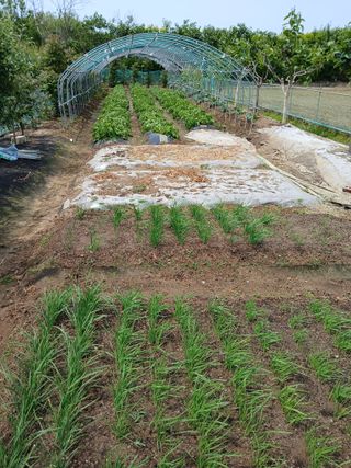 고구마20973님의 기타작물 · 영농일지 작성글 사진