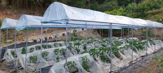 블루베리16577님의 고추 · 영농일지 작성글 사진