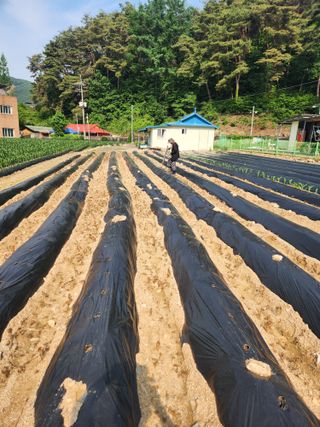 금옥길24님의 기타작물 · 영농일지 작성글 사진