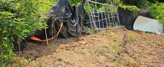 김윤오님의 두릅 · 영농일지 작성글 사진