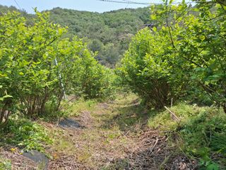 황인근님의 블루베리 · 영농일지 작성글 사진