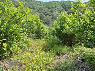 황인근님의 블루베리 · 영농일지 작성글 사진