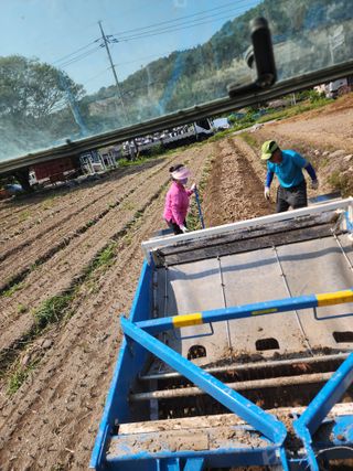 박종권님의 마늘 · 영농일지 작성글 사진