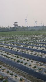 팜모닝 기타작물·영농일지 게시글 이미지