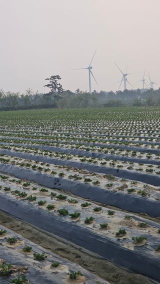 김은아님의 기타작물 · 영농일지 작성글 사진
