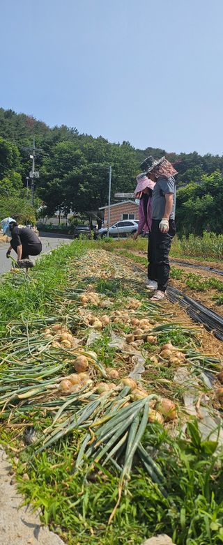 김윤오님의 양파 · 영농일지 작성글 사진
