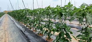 정양면 님의 고추 · 영농일지 작성글 사진