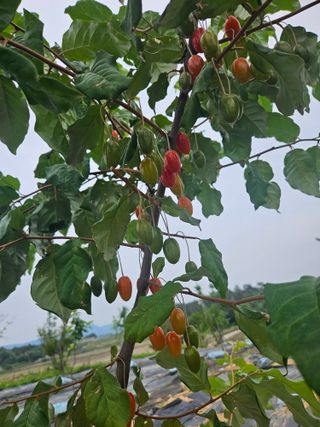 보리수치유농장님의 기타작물 · 영농일지 작성글 사진