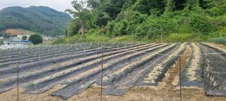 고슴도치공주님의 참깨 · 영농일지 작성글 사진