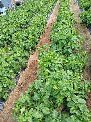 최남옥님의 기타작물 · 영농일지 작성글 사진