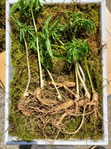 팜모닝 기타작물·영농일지 게시글 이미지