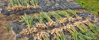 마늘17273님의 기타작물 · 영농일지 작성글 사진